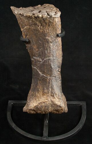 Sauropod (Diplodocus) Metatarsal - With Stand #10130